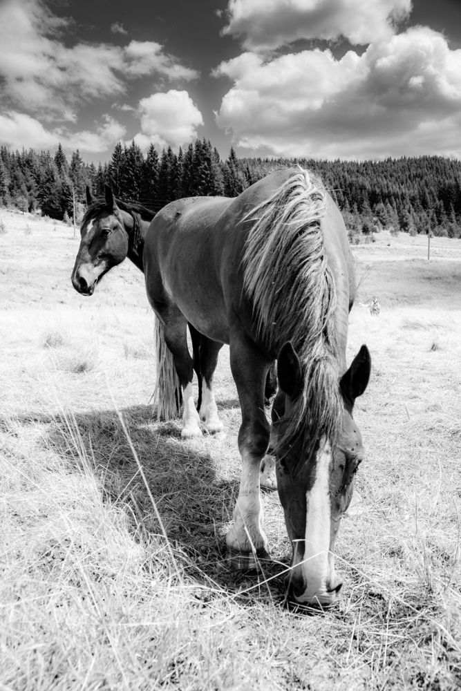 Фотография автора Ivelina Petkova