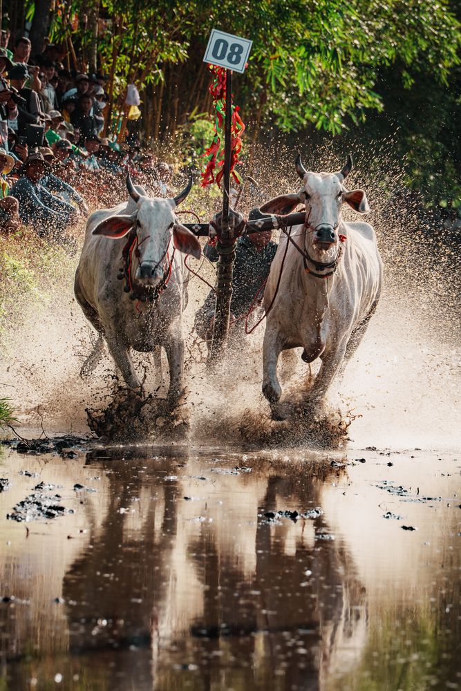 Photograph by Bao Nguyen