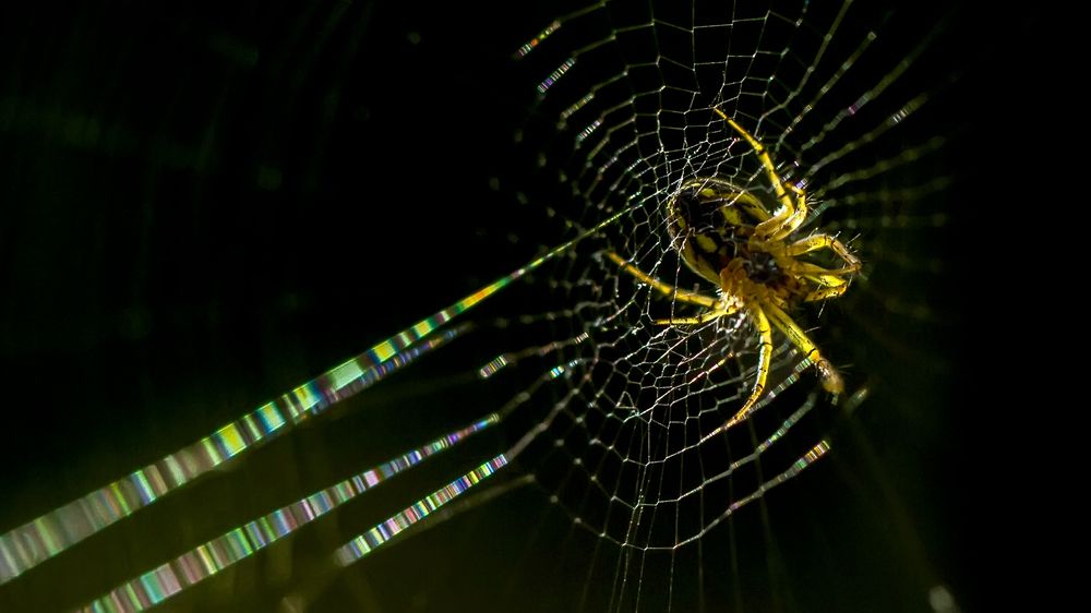 SPIDER