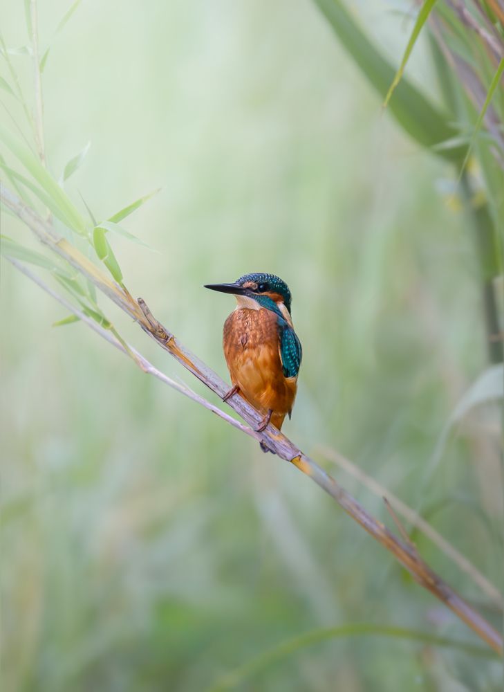 Alcedo atthis in Delta del Ebro (Spain)