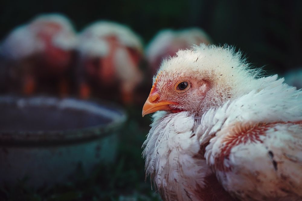 Photograph by Мария Никольская