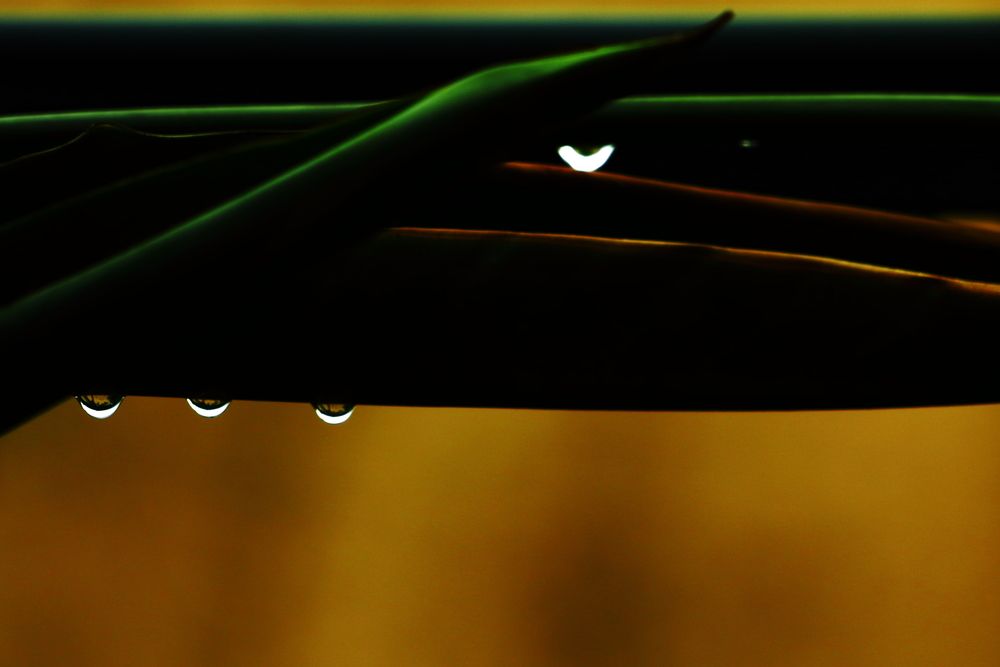 Photograph by Ernest Spiteri Gonzi