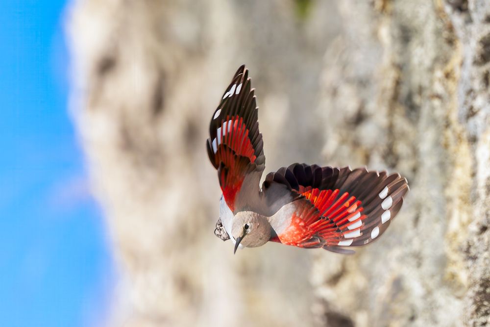 Photograph by Marco Rondi