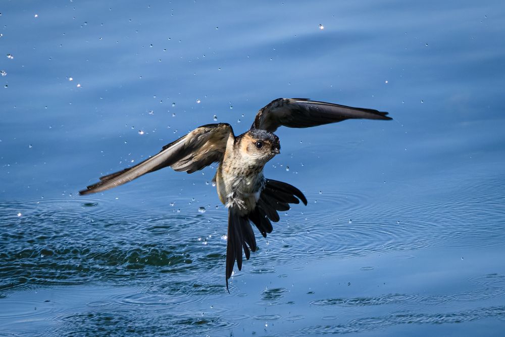 Photograph by KOHAGI