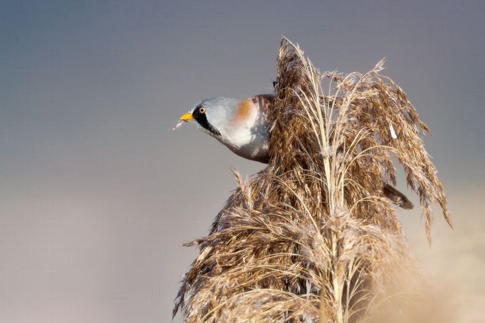 Photograph by Marco Rondi