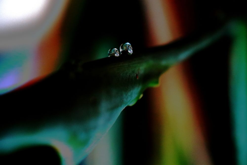 Photograph by Ernest Spiteri Gonzi