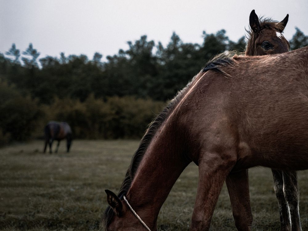 Фотография автора mahyar sj