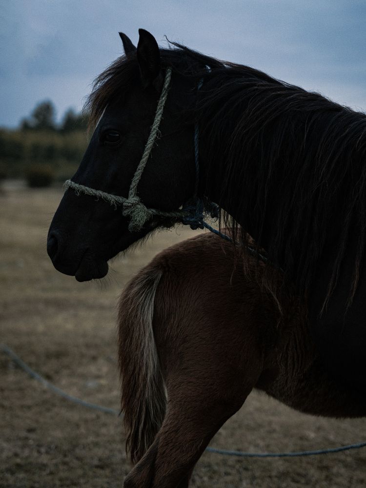 Фотография автора mahyar sj