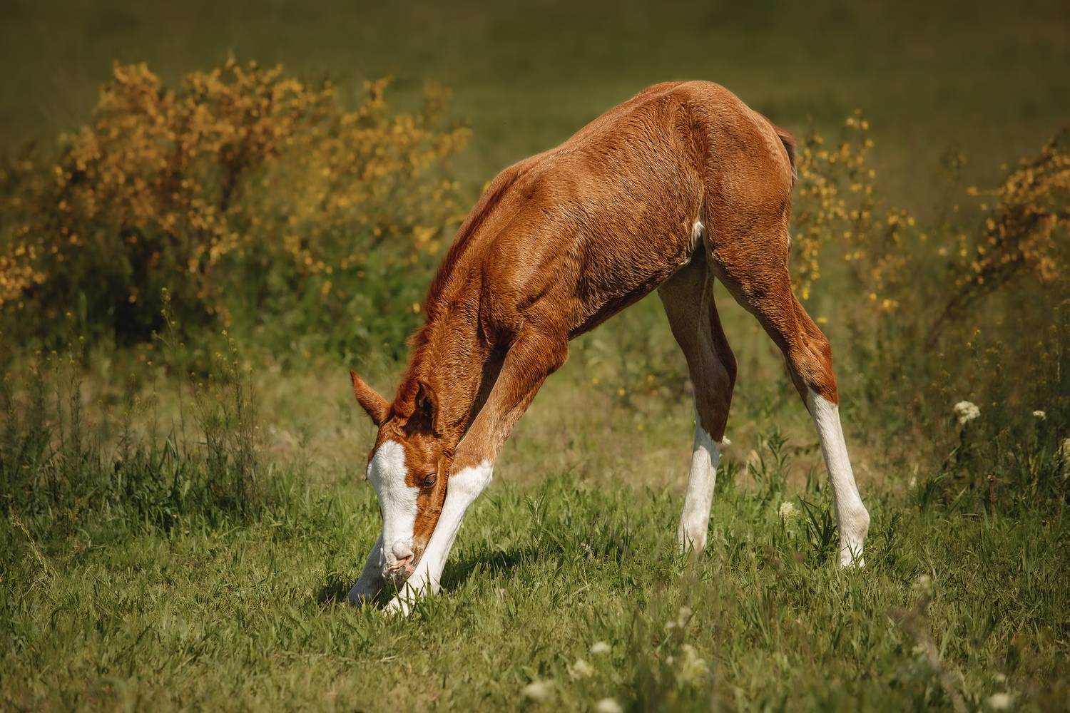 Фотография #13040440