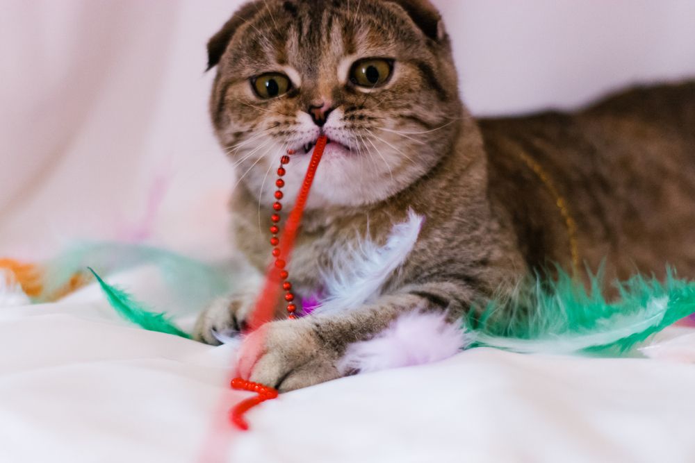 Photograph by Elena Savchuk