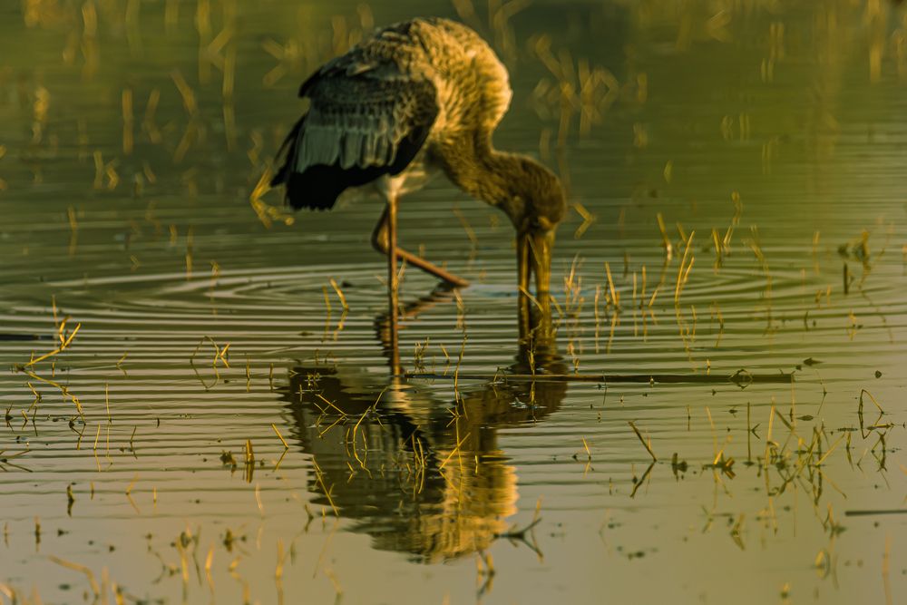 Photograph by Ayan Chakraborty