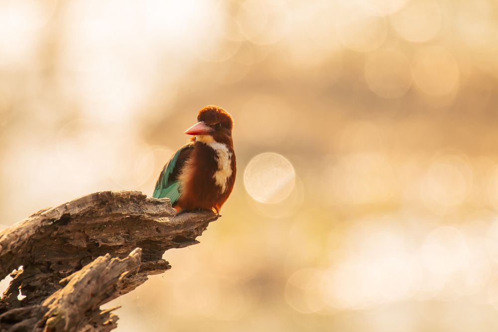 Photograph by Ayan Chakraborty