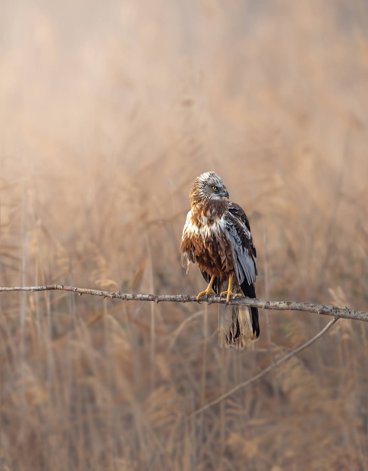 Circus aeruginosus in Delta del Ebro (Spain)