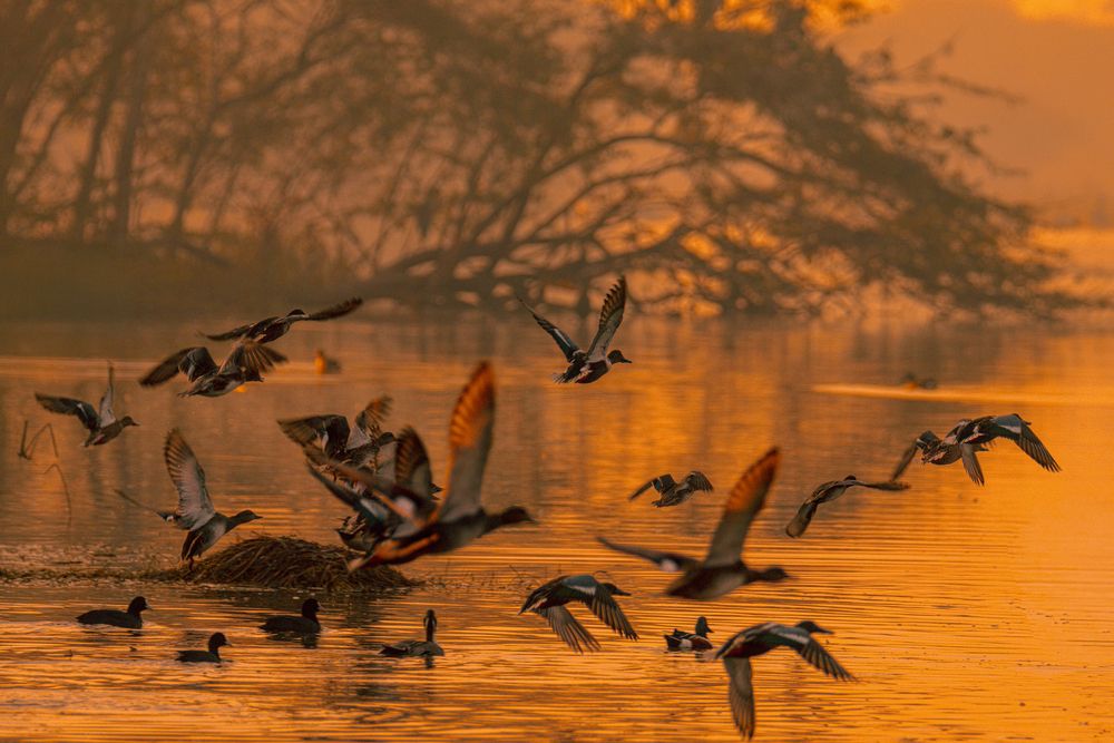 Фотография автора Ayan Chakraborty