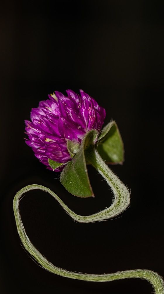 Photograph by Silvio José