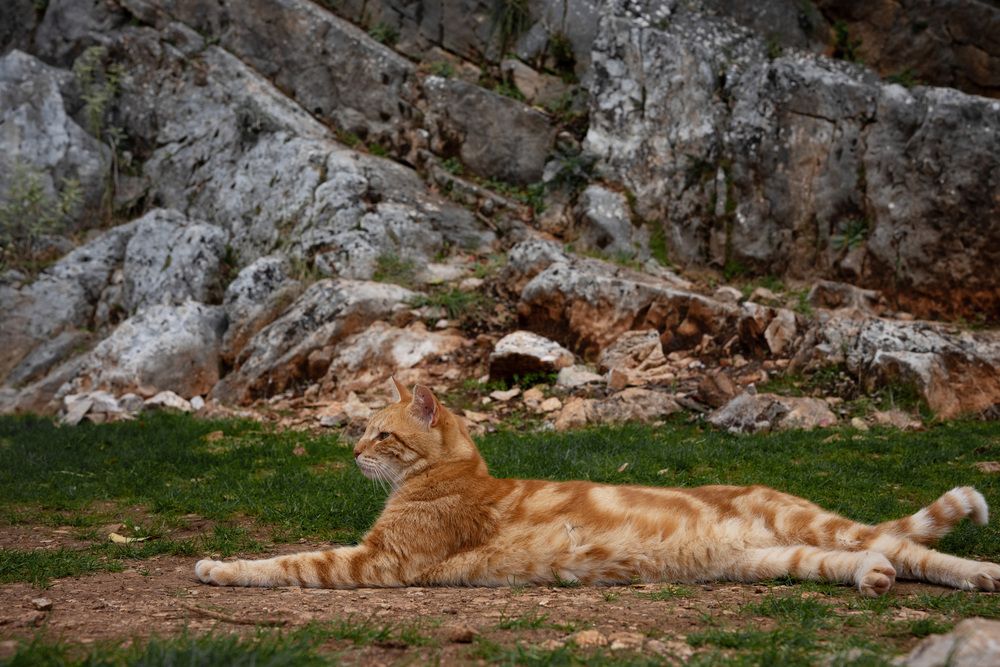 Фотография автора Ирина Кокшарова