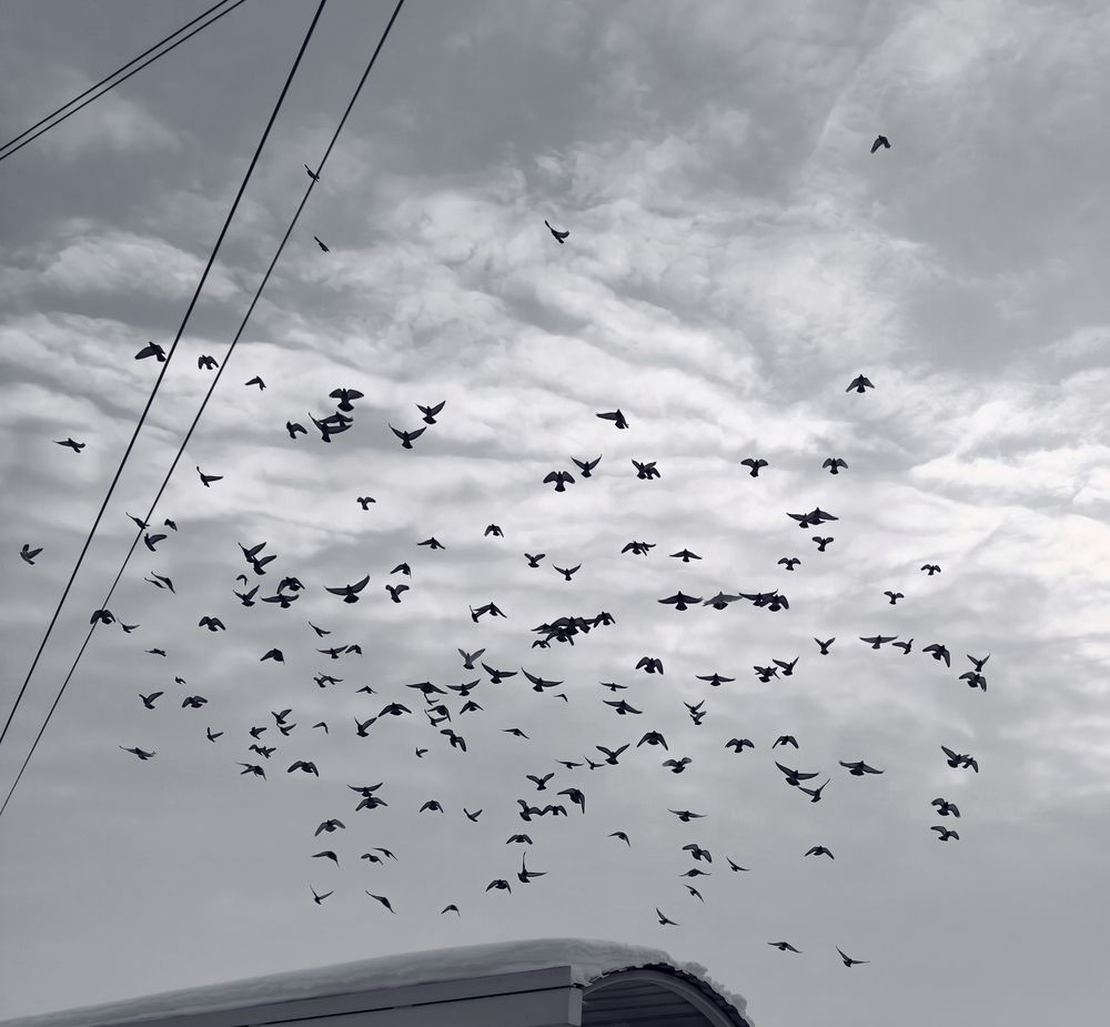 Photo #13041042