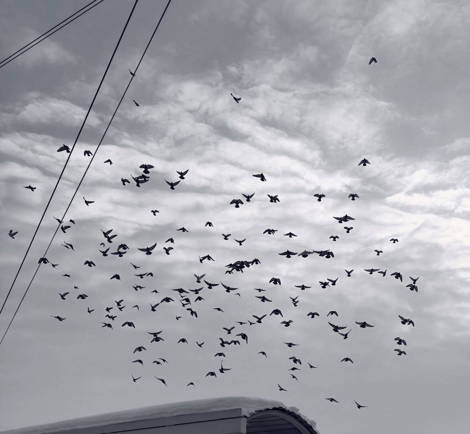 Photo #13041042