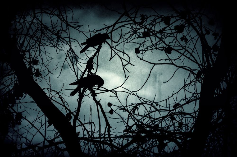 Фотография автора DAMOUN POURNEMATI