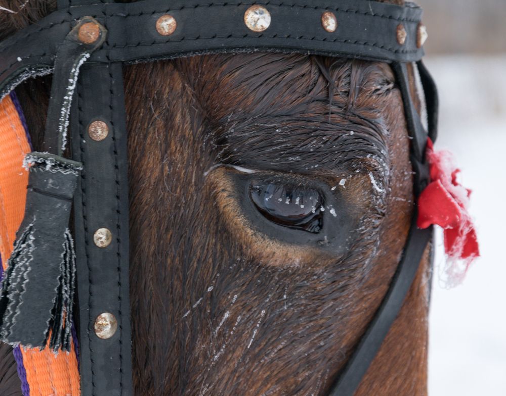 Фотография автора Анна Хабарова