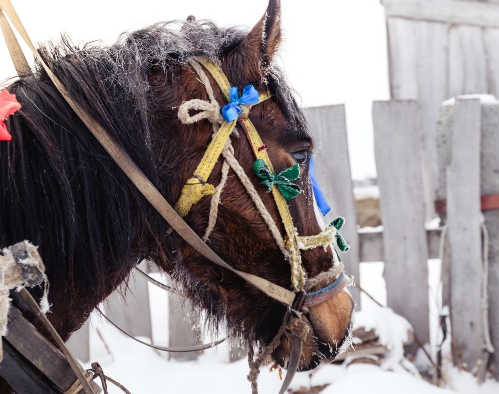Фотография автора Анна Хабарова