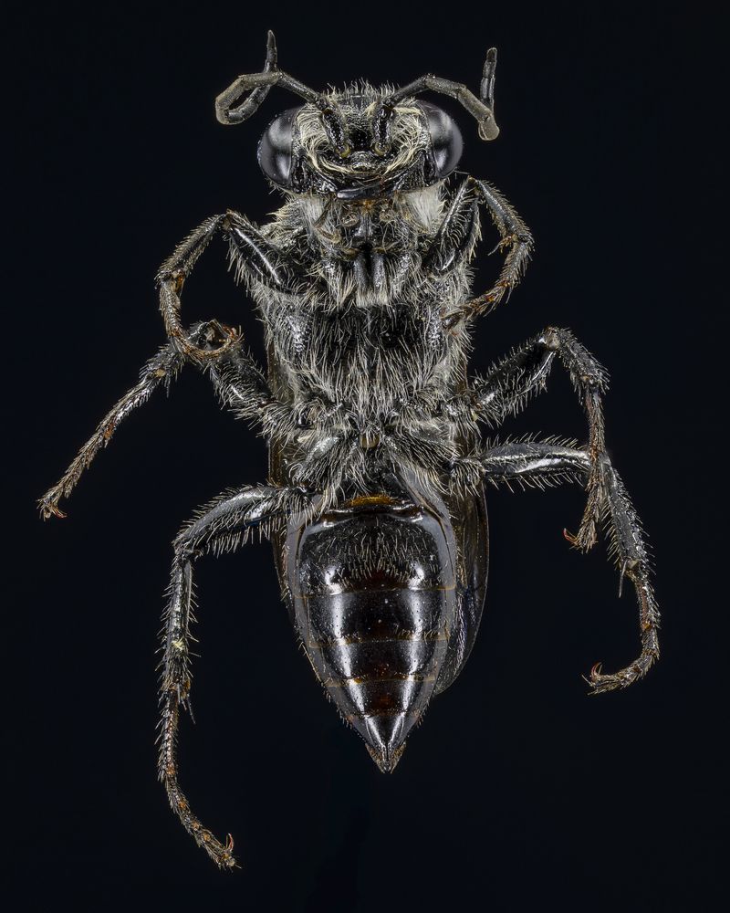 Wasp