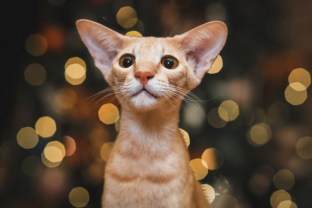 Фотография автора Марина Дятлова