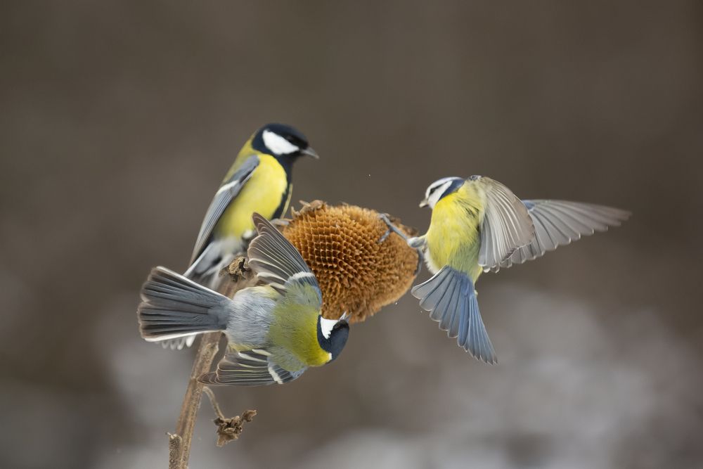 Photograph by Валерий Черняк