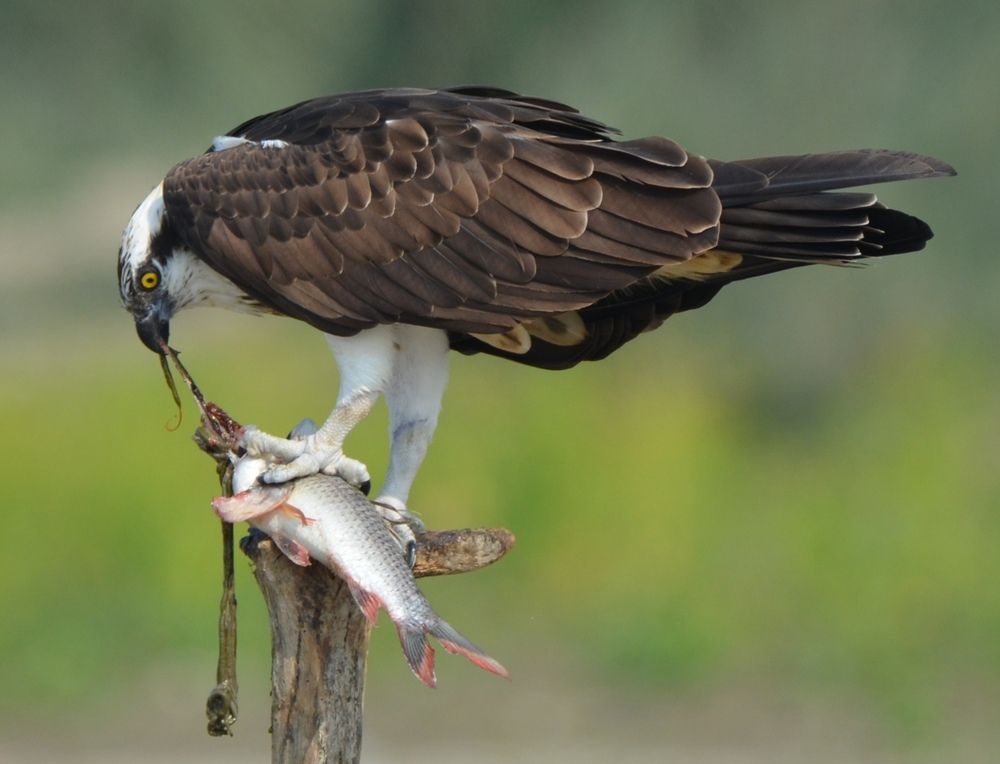 Photograph by Dr. Harisadhan De Adhikari