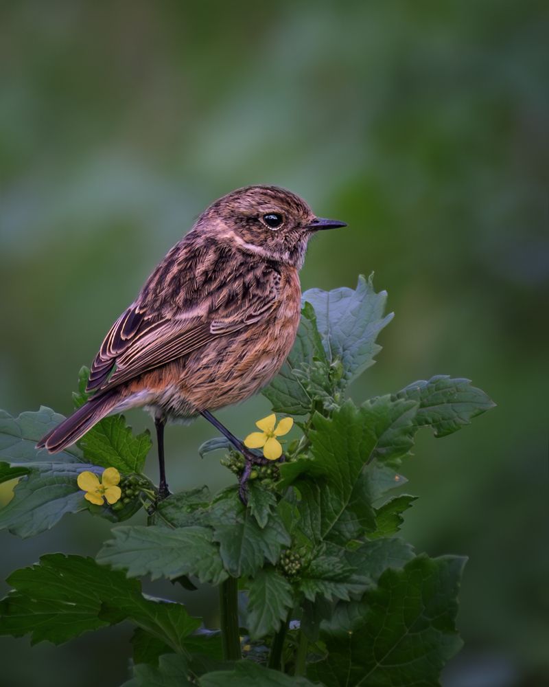 Photograph by Марина Ческис