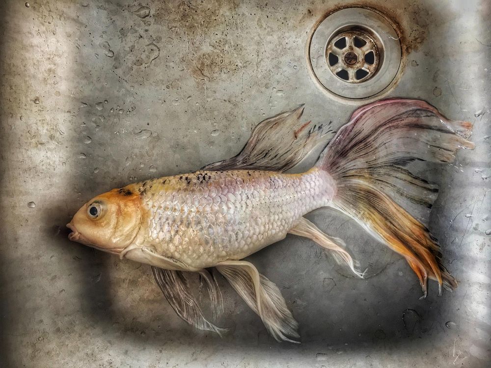 Photograph by (Kaveh) Ebrahim Arabbeiki Jazi