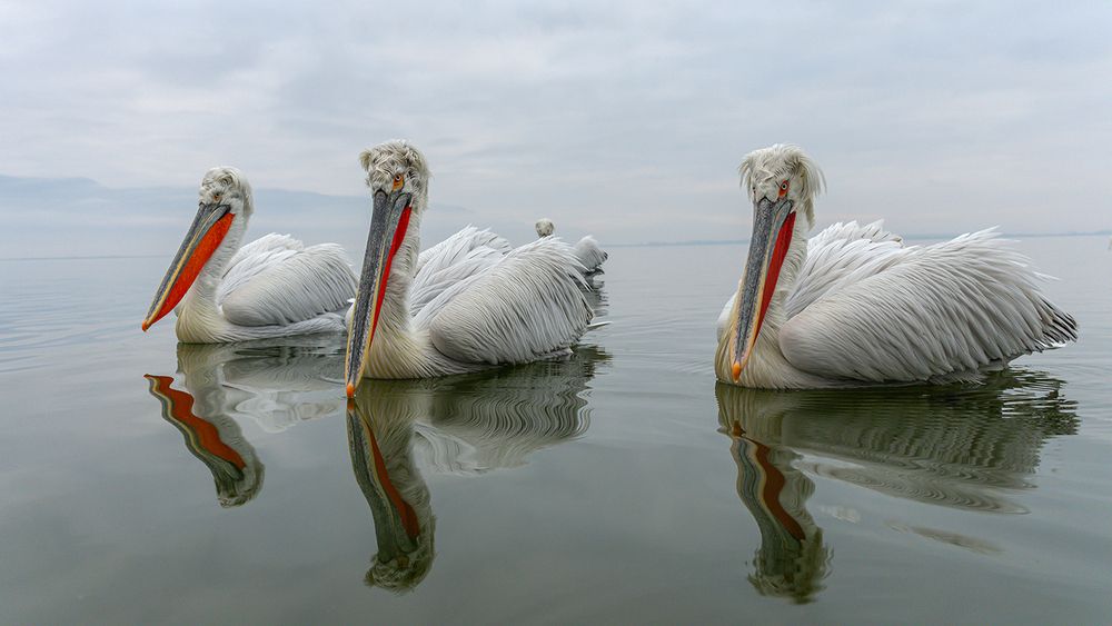 Photograph by Despina Anastasis