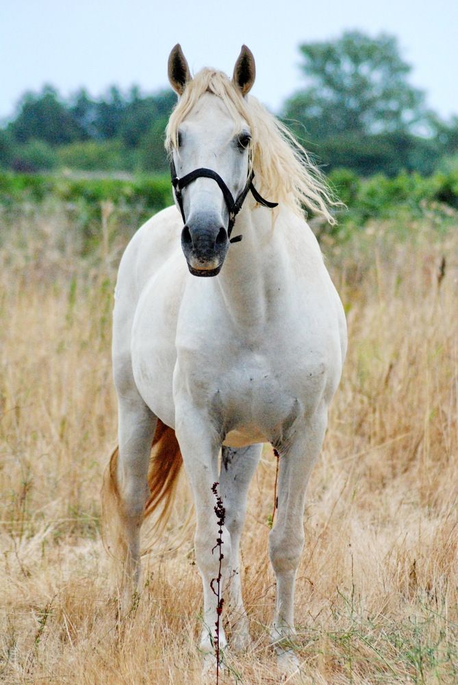 Photograph by Regina Belomytseva-Dahan