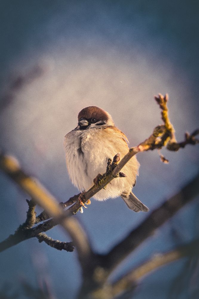 Фотография автора Andrey Sosnovsky