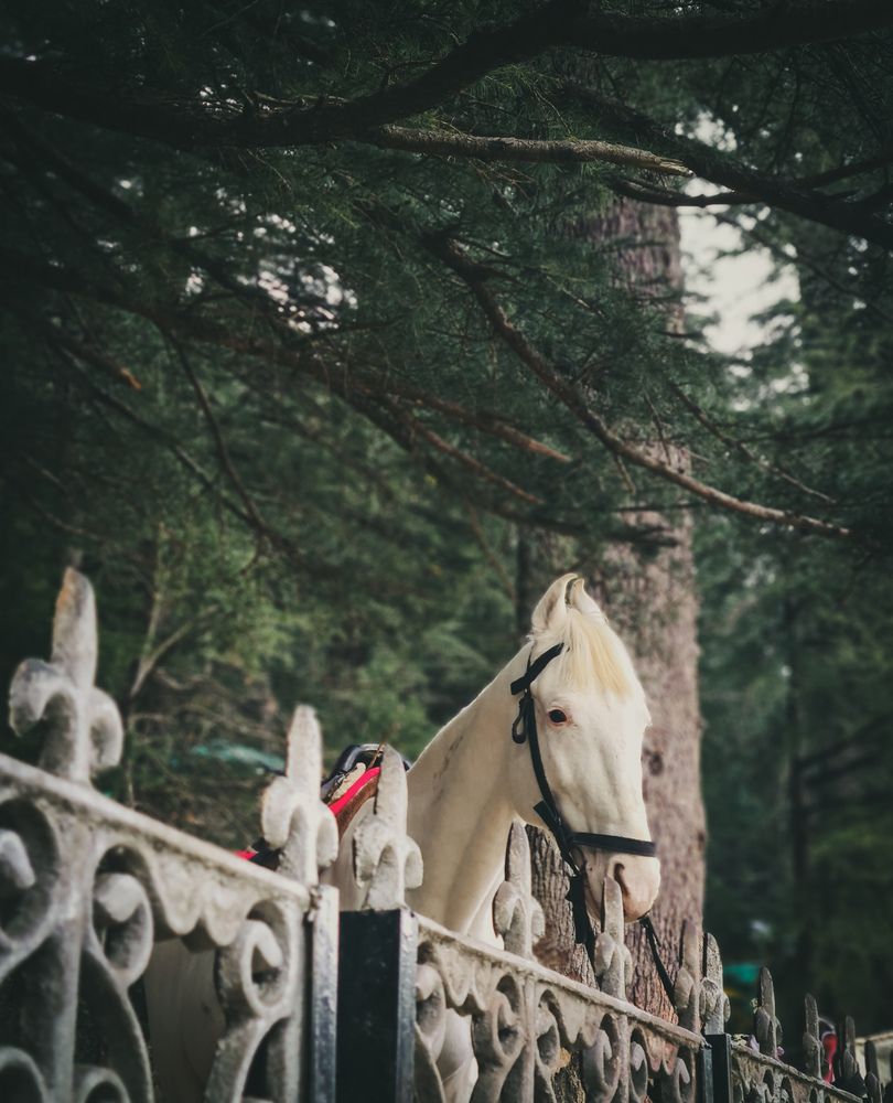 Photograph by Dhruv Jangid