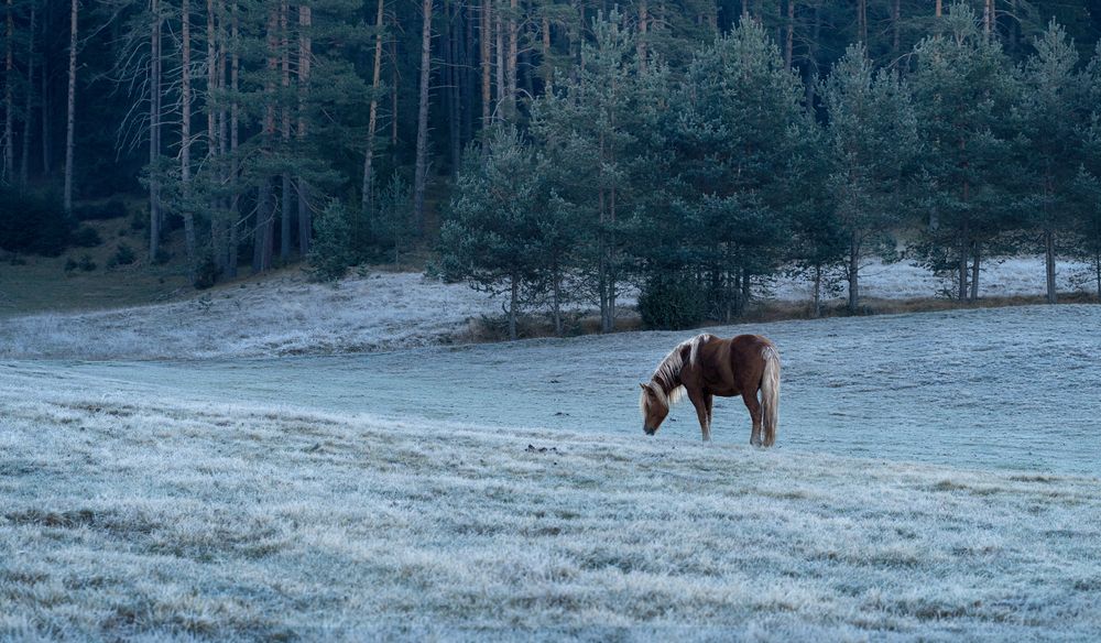Фотография автора Ivanka Iantcheva