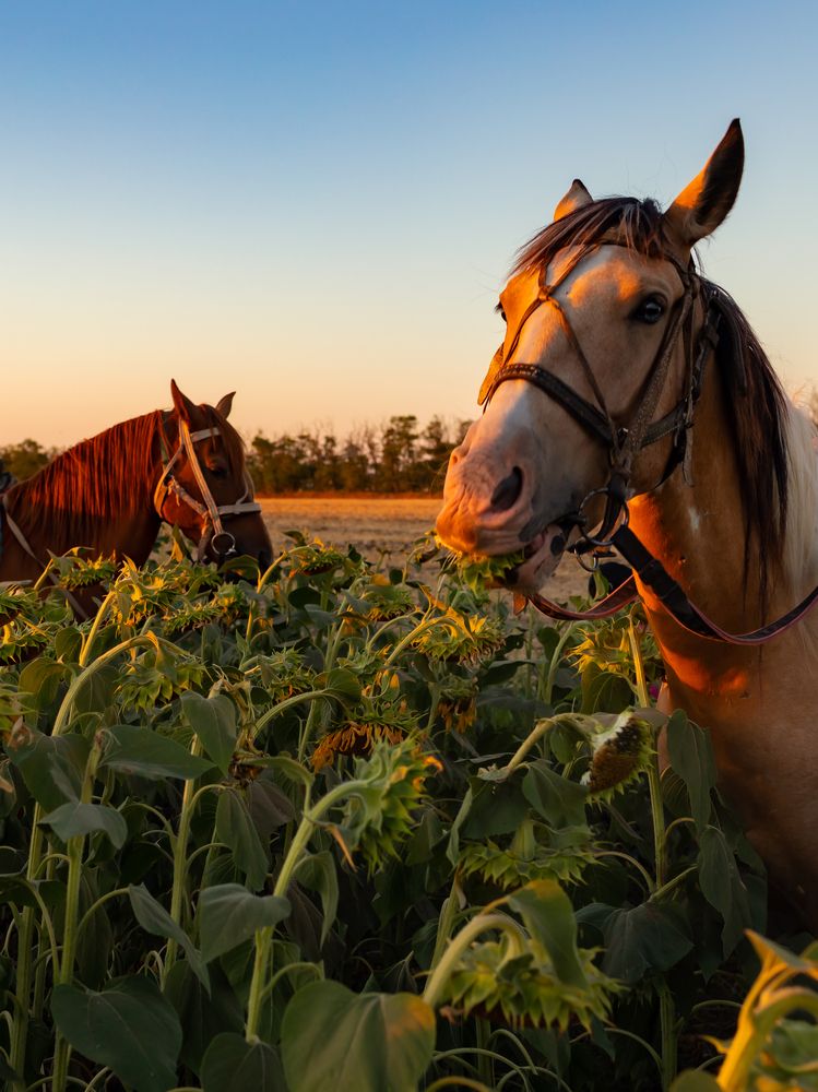 Фотография автора Сверидов Андрей