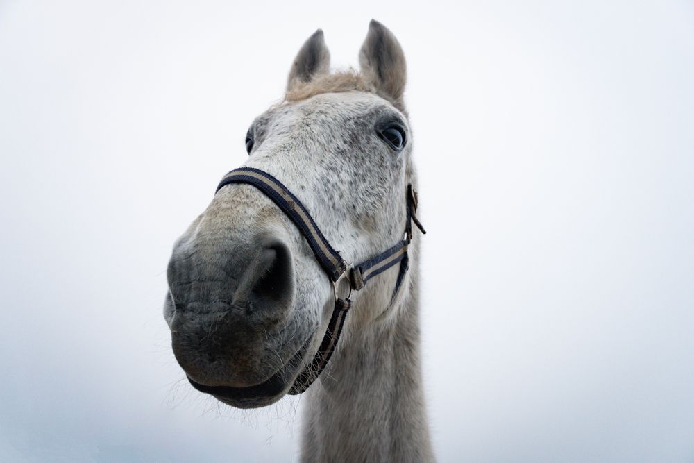 Фотография автора Olga Konkova