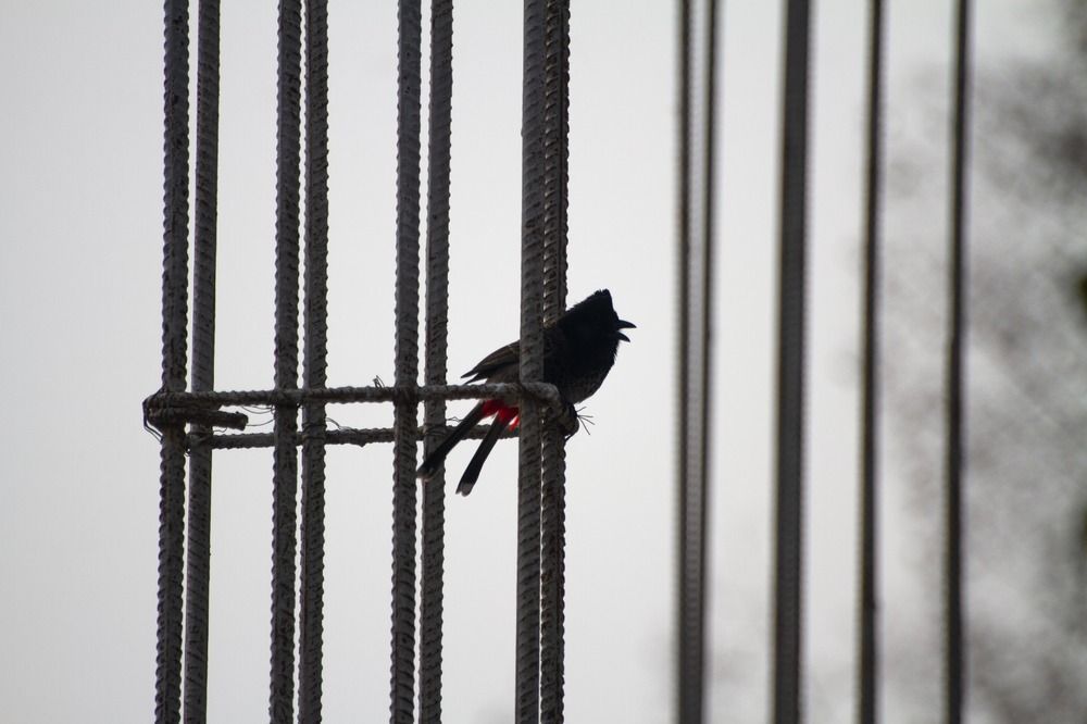 Perched in the Concrete Forest