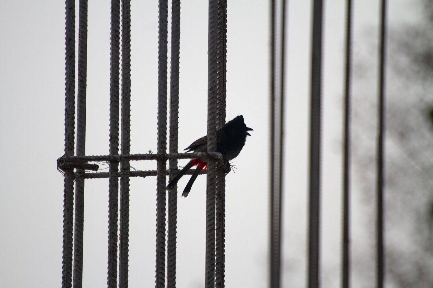 Perched in the Concrete Forest