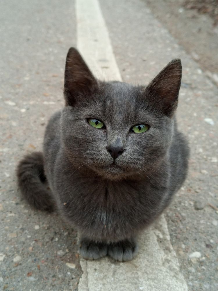 Photo #13042080