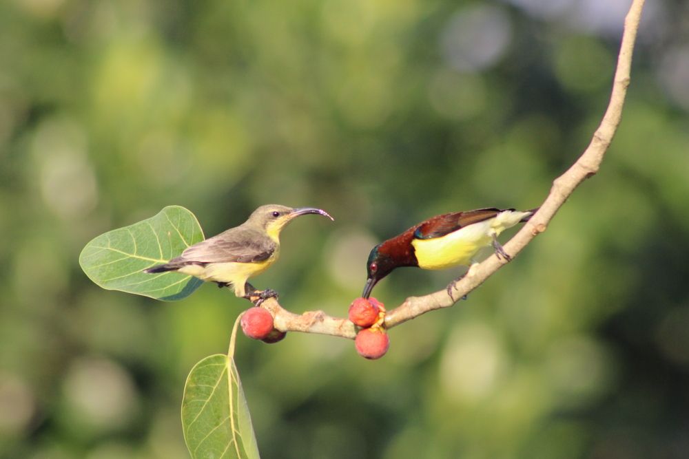 Фотография автора Malay Swarnakar