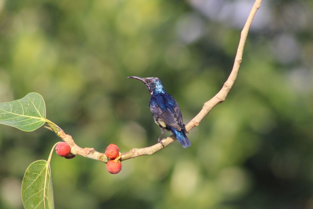 Фотография автора Malay Swarnakar