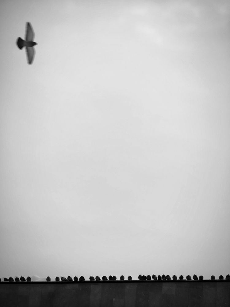 Photo #13042315