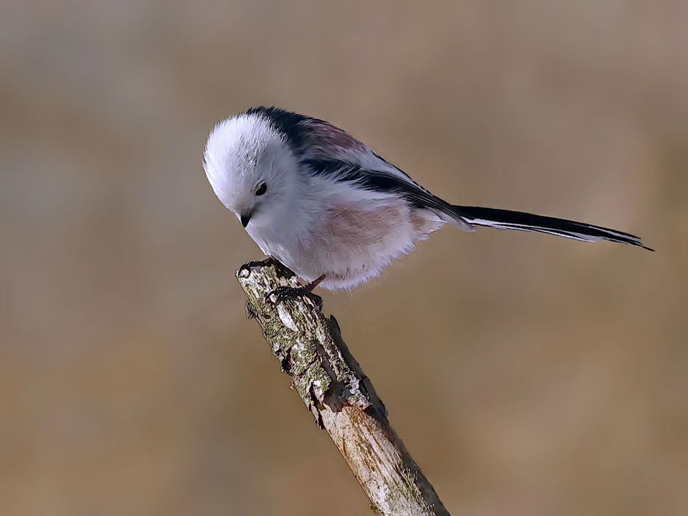 Photograph by Игорь Чеботарёв
