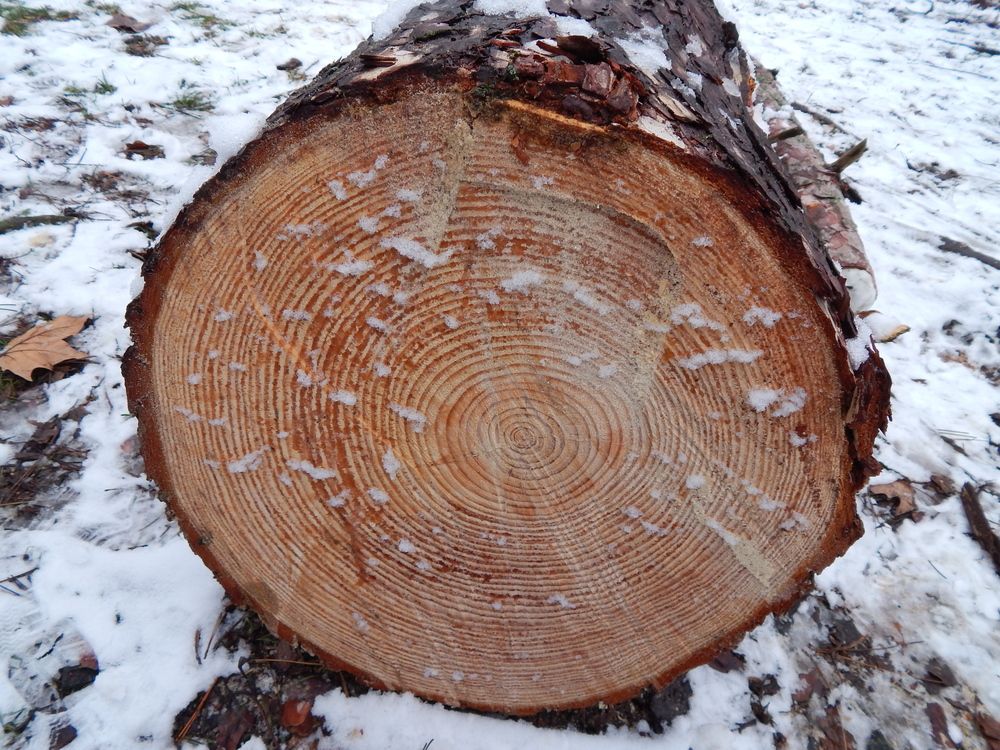 Photograph by Tanivsv