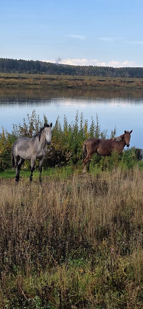 Photo #13043118