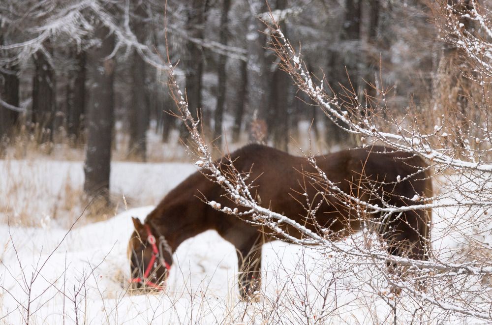 В зимнем лесу