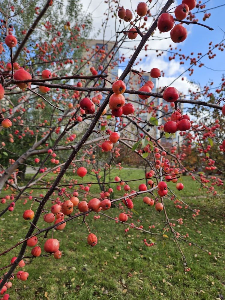 Фотография автора Tatiana Shirenko