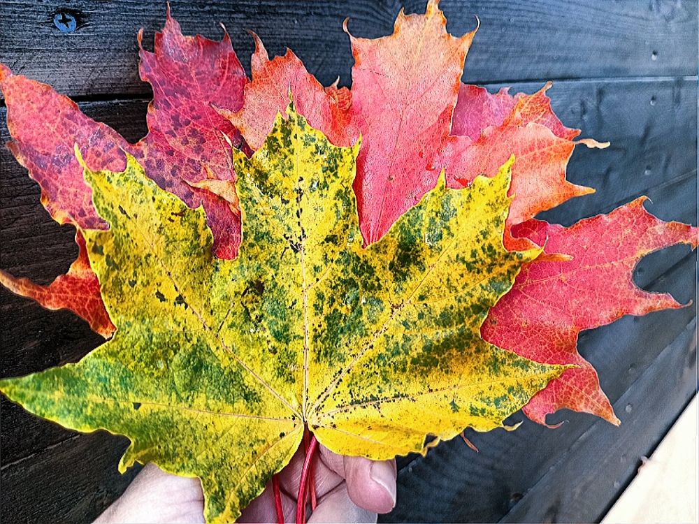 Photograph by Неля Кочурова